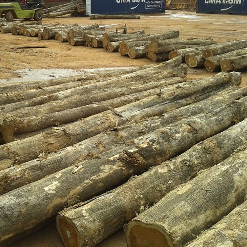 Teak Wood