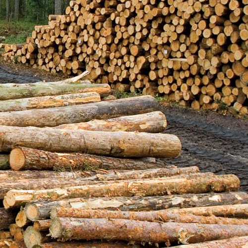 Timber Wood